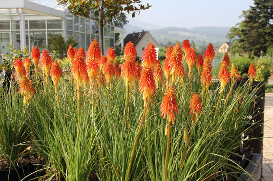 Kniphofia 'Papaya Popsicle' Fackellilie