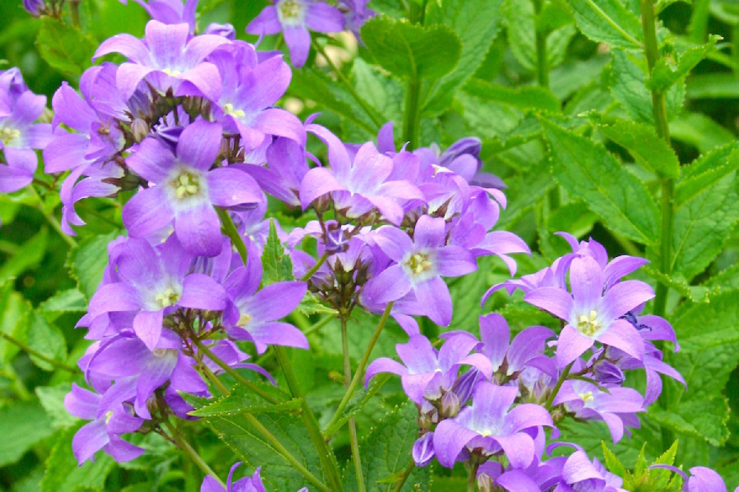 Campanula lactiflora 'Border Blues' Dolden-Glockenblume