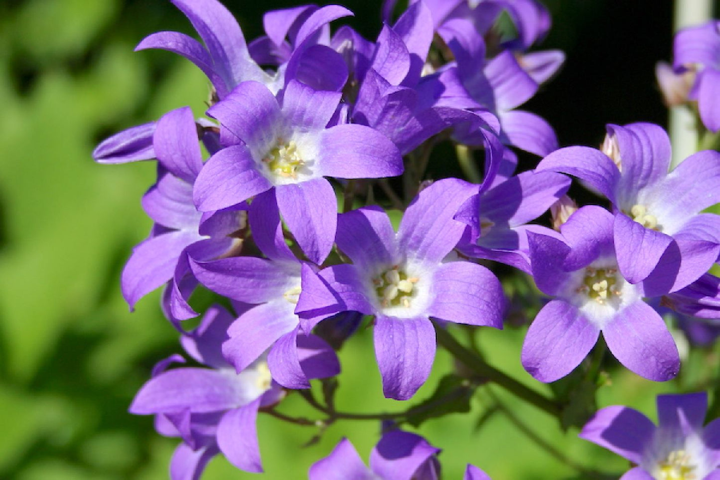 Campanula lactiflora 'Border Blues' (Dolden-Glockenblume)