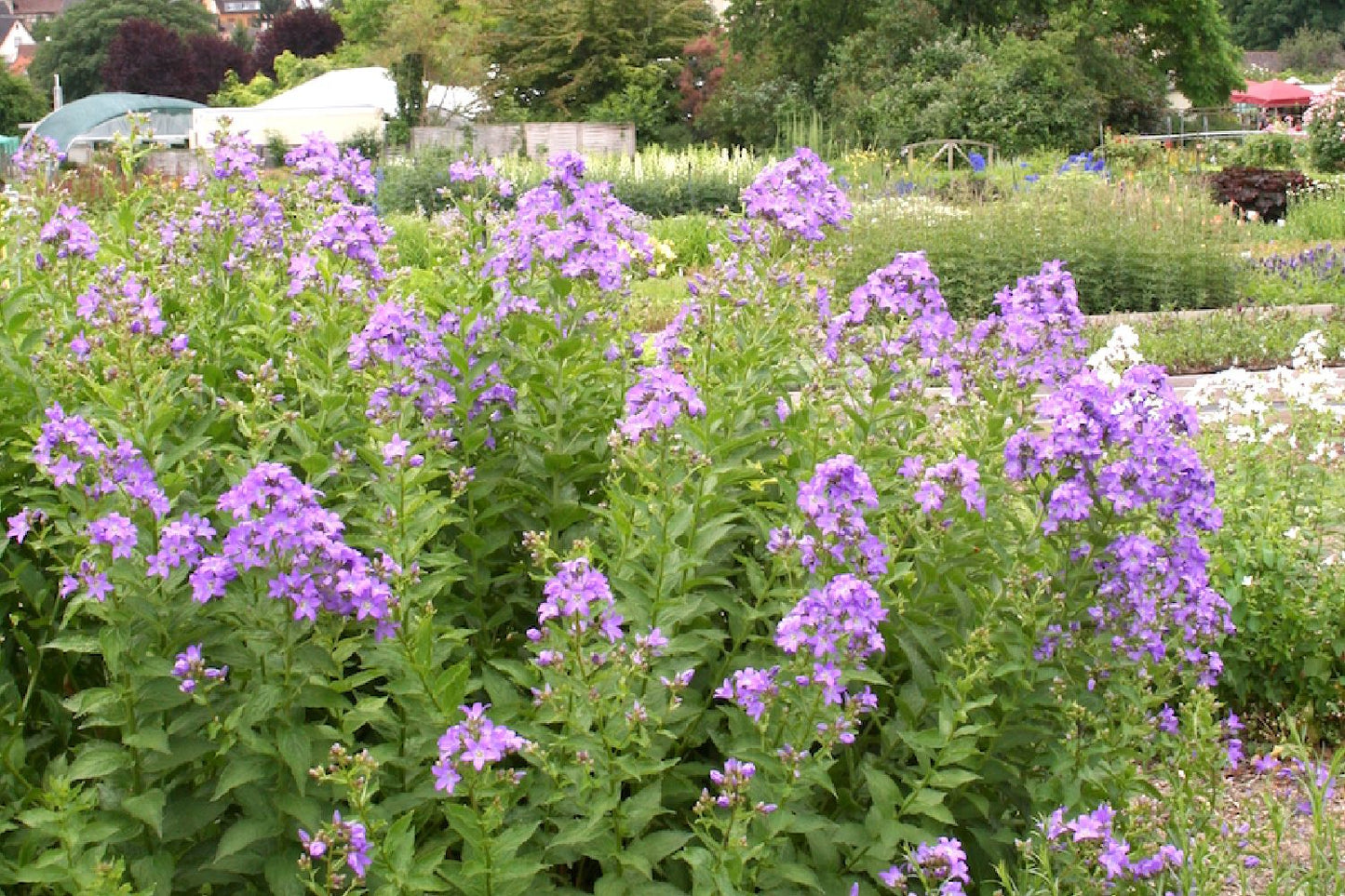 Campanula lactiflora 'Border Blues' (Dolden-Glockenblume)