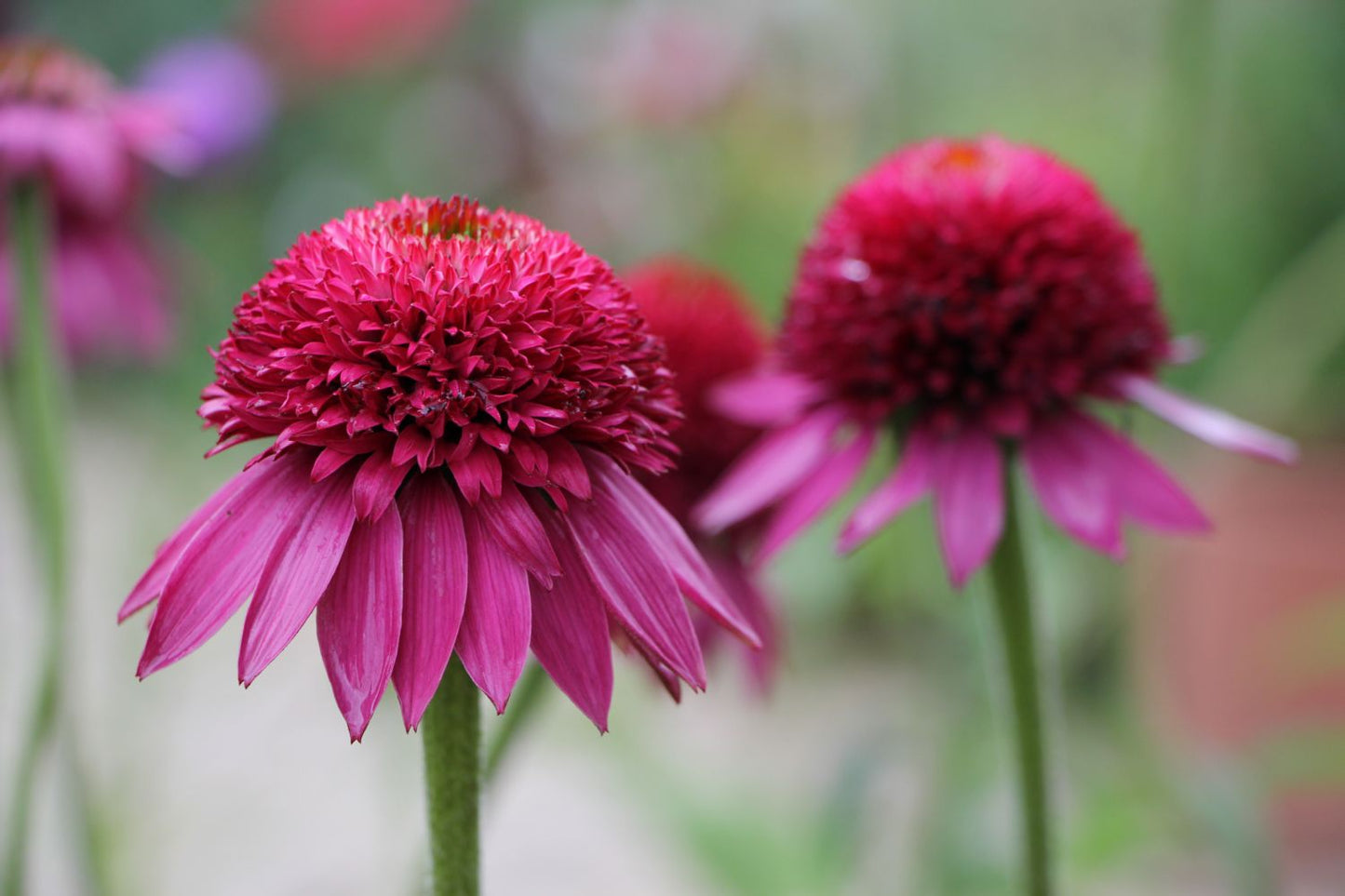Echinacea 'Catharina' ® Scheinsonnenhut
