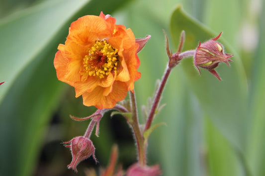 Geum 'Alabama Slammer' Nelkenwurz