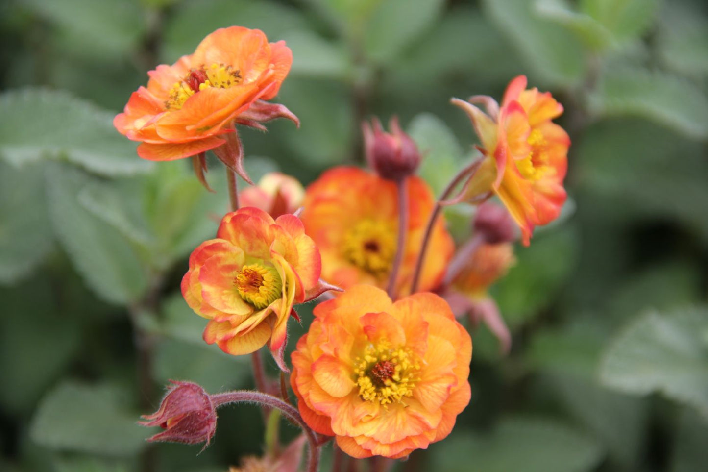 Geum 'Alabama Slammer' (Nelkenwurz)