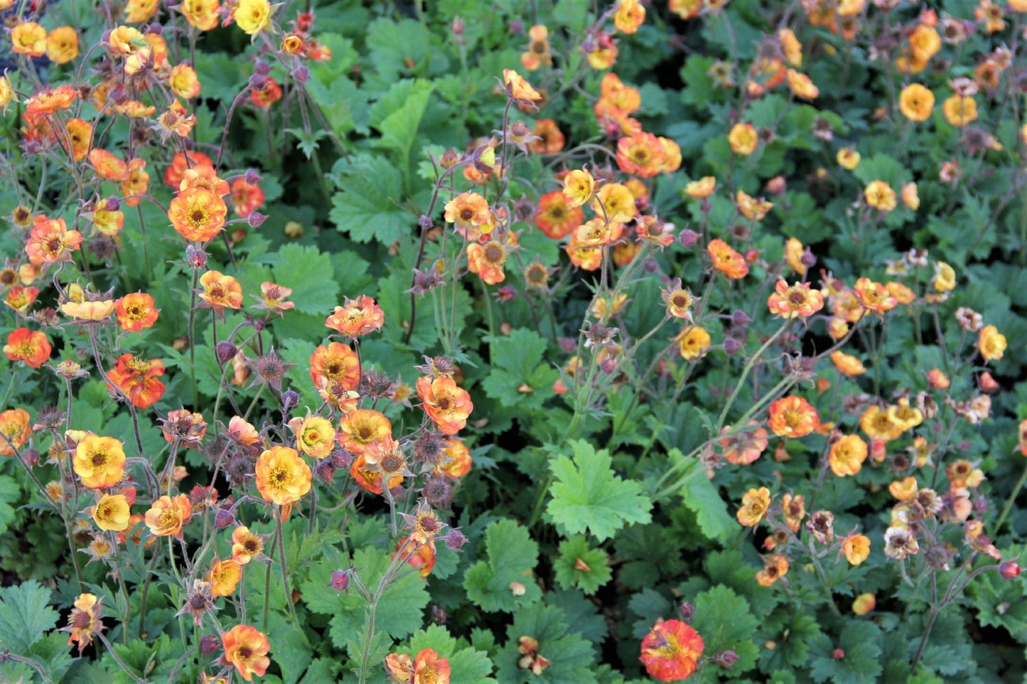 Geum 'Alabama Slammer' (Nelkenwurz)