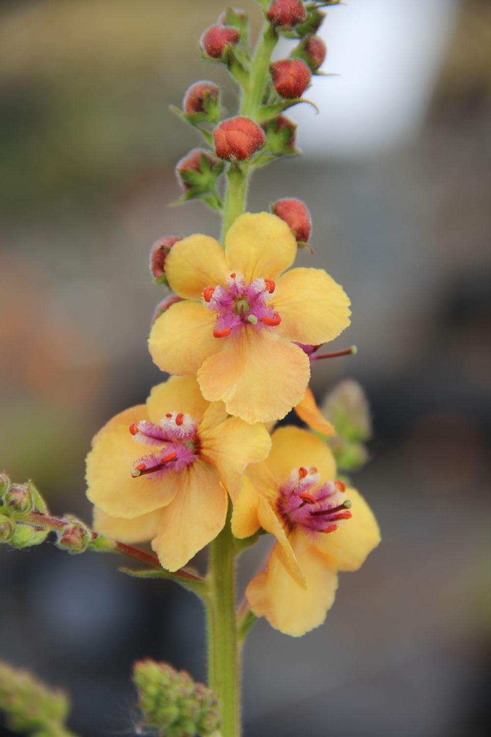 Verbascum Hybr. 'Clementine' Königskerze Verbascum Hybr. 'Clementine' Königskerze
