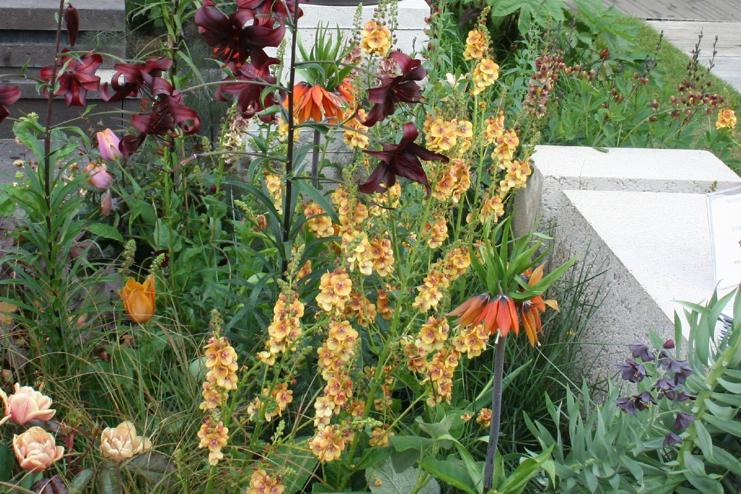 Verbascum Hybr. 'Clementine' (Königskerze) Verbascum Hybr. 'Clementine' (Königskerze)