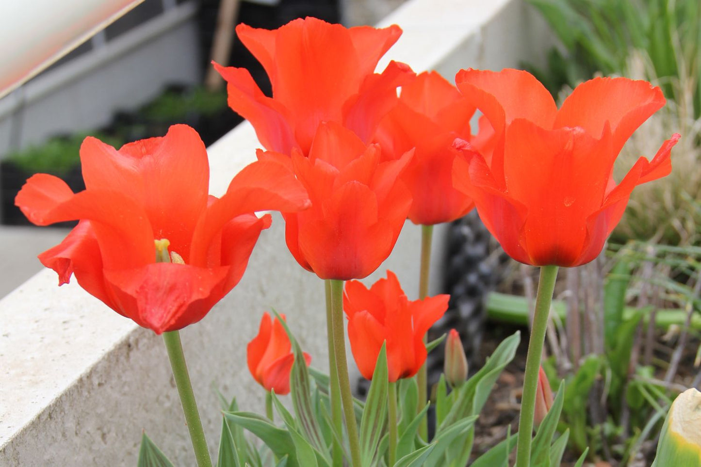 Tulipa greigii 'Red Riding Hood' Greigii-Tulpe "Rotkäppchen"