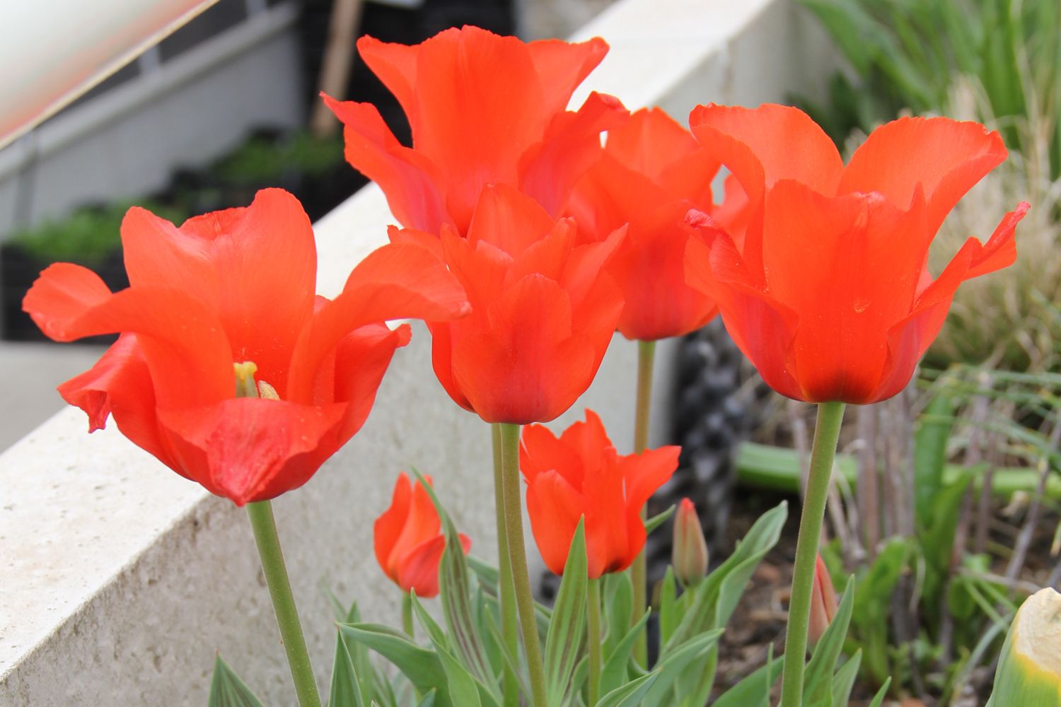 Tulipa greigii 'Red Riding Hood' Greigii-Tulpe "Rotkäppchen"