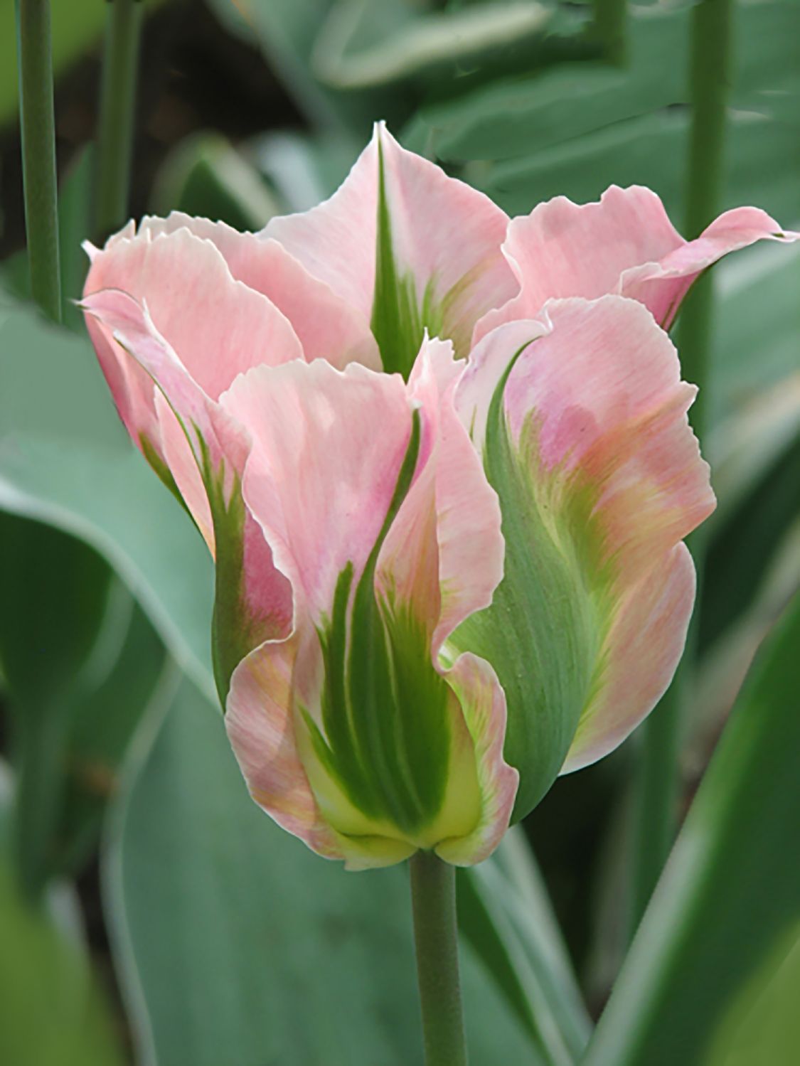 Tulipa viridiflora 'China Town' Viridiflora-Tulpe