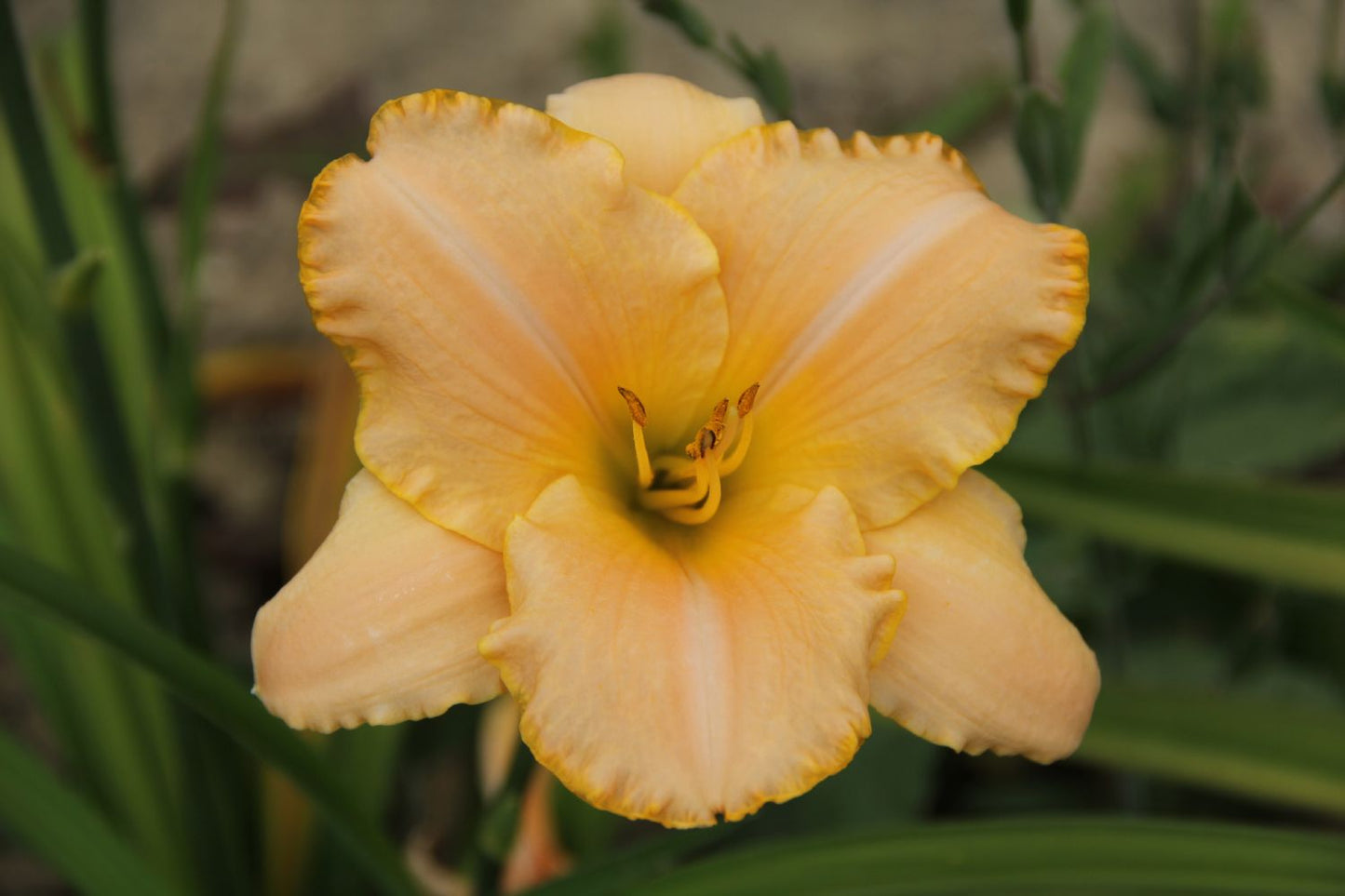 Hemerocallis 'Serena Sunburst' Großblumige Taglilie