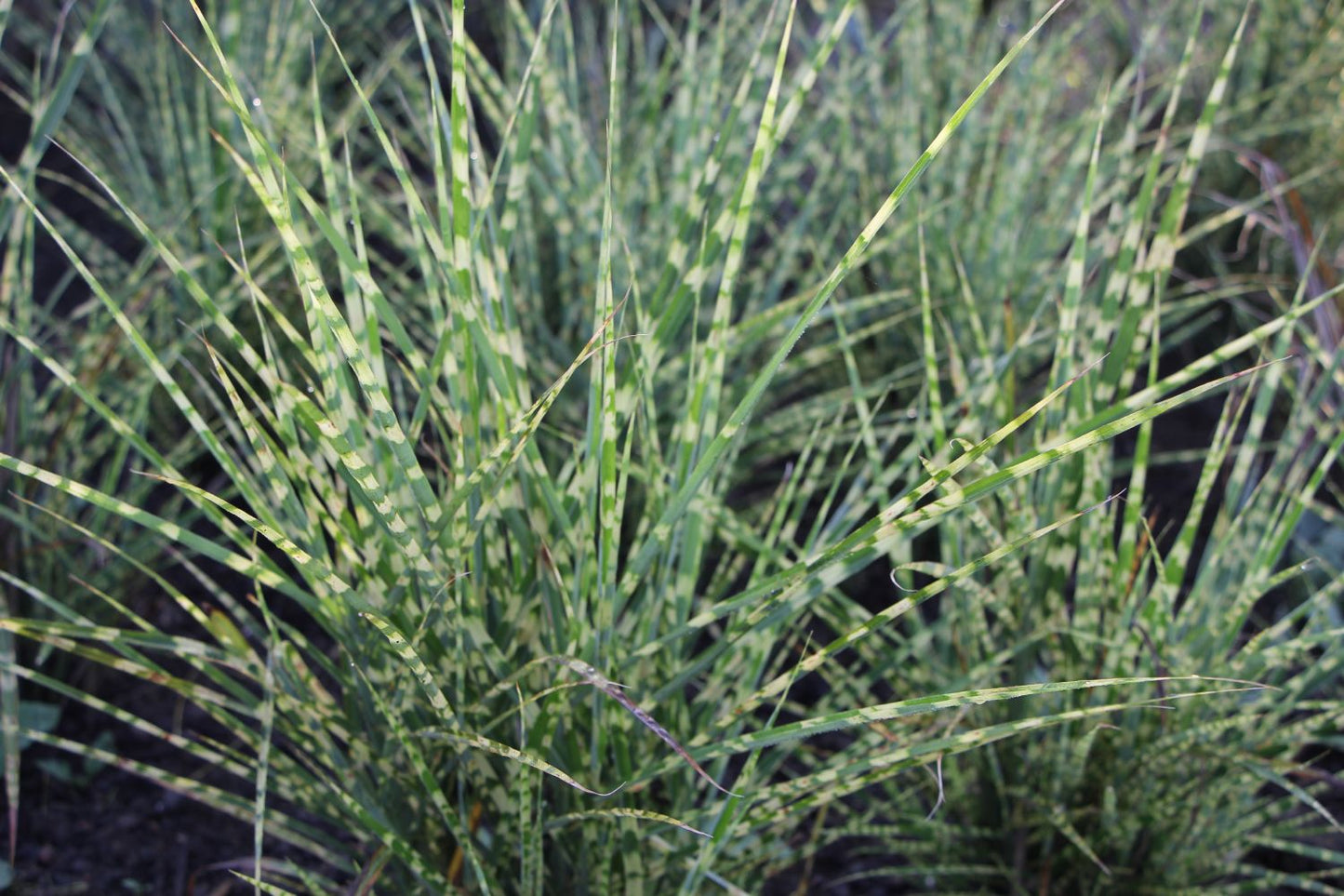 Miscanthus sinensis 'Gold Breeze' Chinaschilf