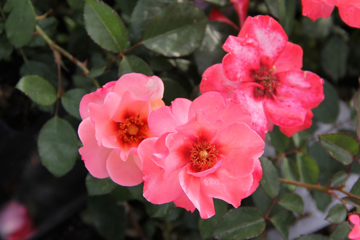 Rose 'Alissar Princess of Phoenicia' (Persische Rose)