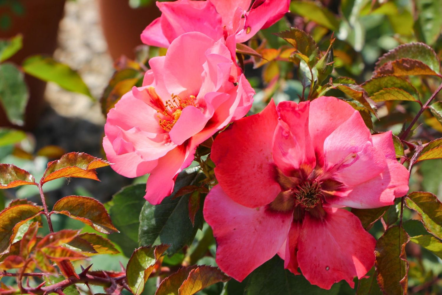 Rose 'Alissar Princess of Phoenicia' (Persische Rose)
