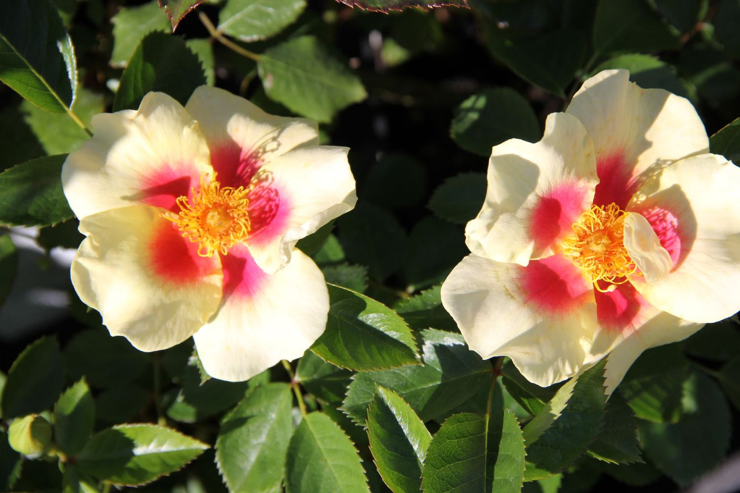 Rose 'Queen of Sheba' (Persische Rose)