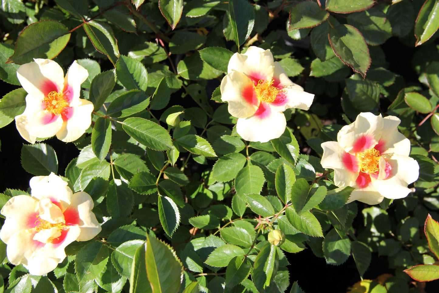 Rose 'Queen of Sheba' (Persische Rose)
