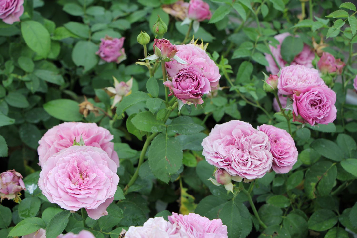 Rose 'Lavender Ice' (Zwergrose | Patiorose)