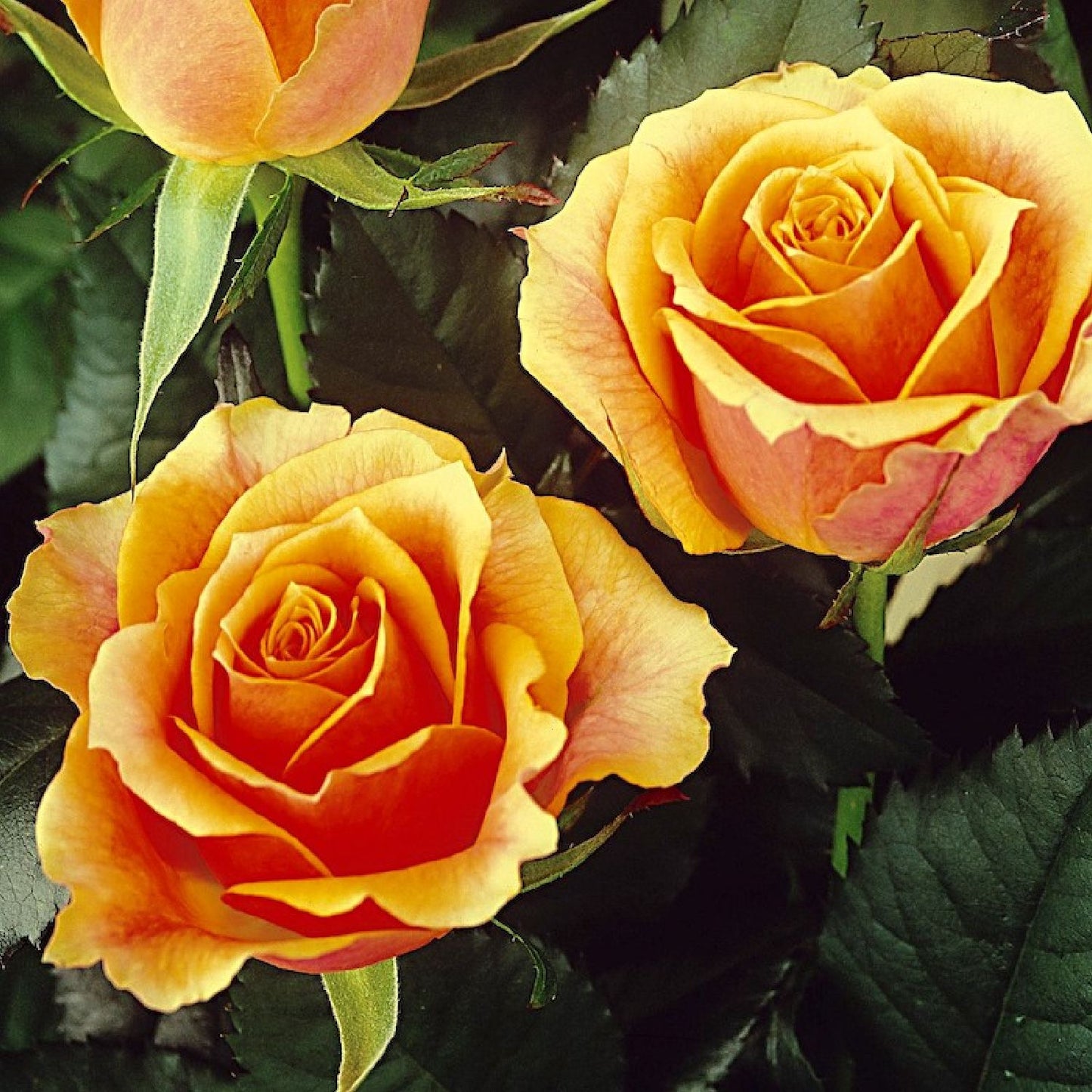 Rose 'Tea Time' Edelrose