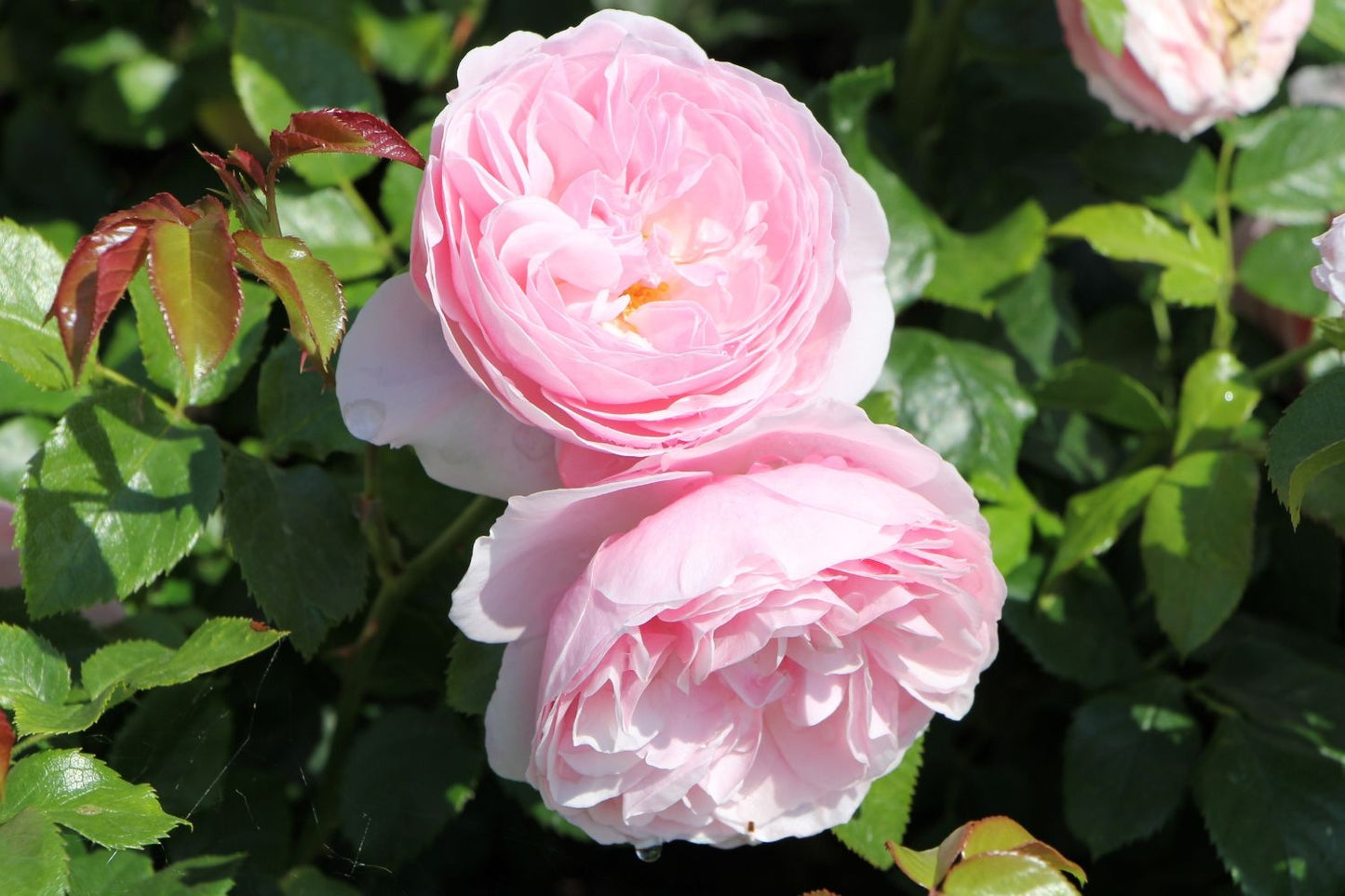 Rose 'Starlet Rose Alina' Kletterrose