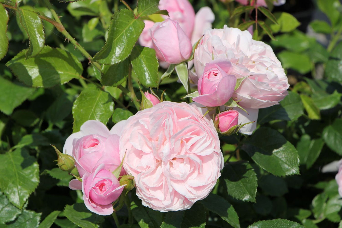 Rose 'Starlet Rose Alina' (Kletterrose)