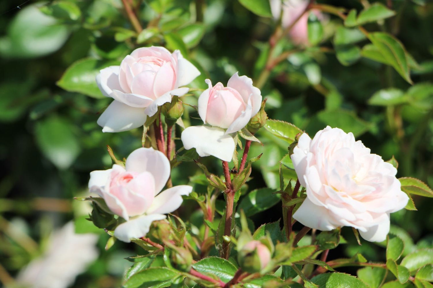Rose 'Starlet Rose Alina' (Kletterrose)