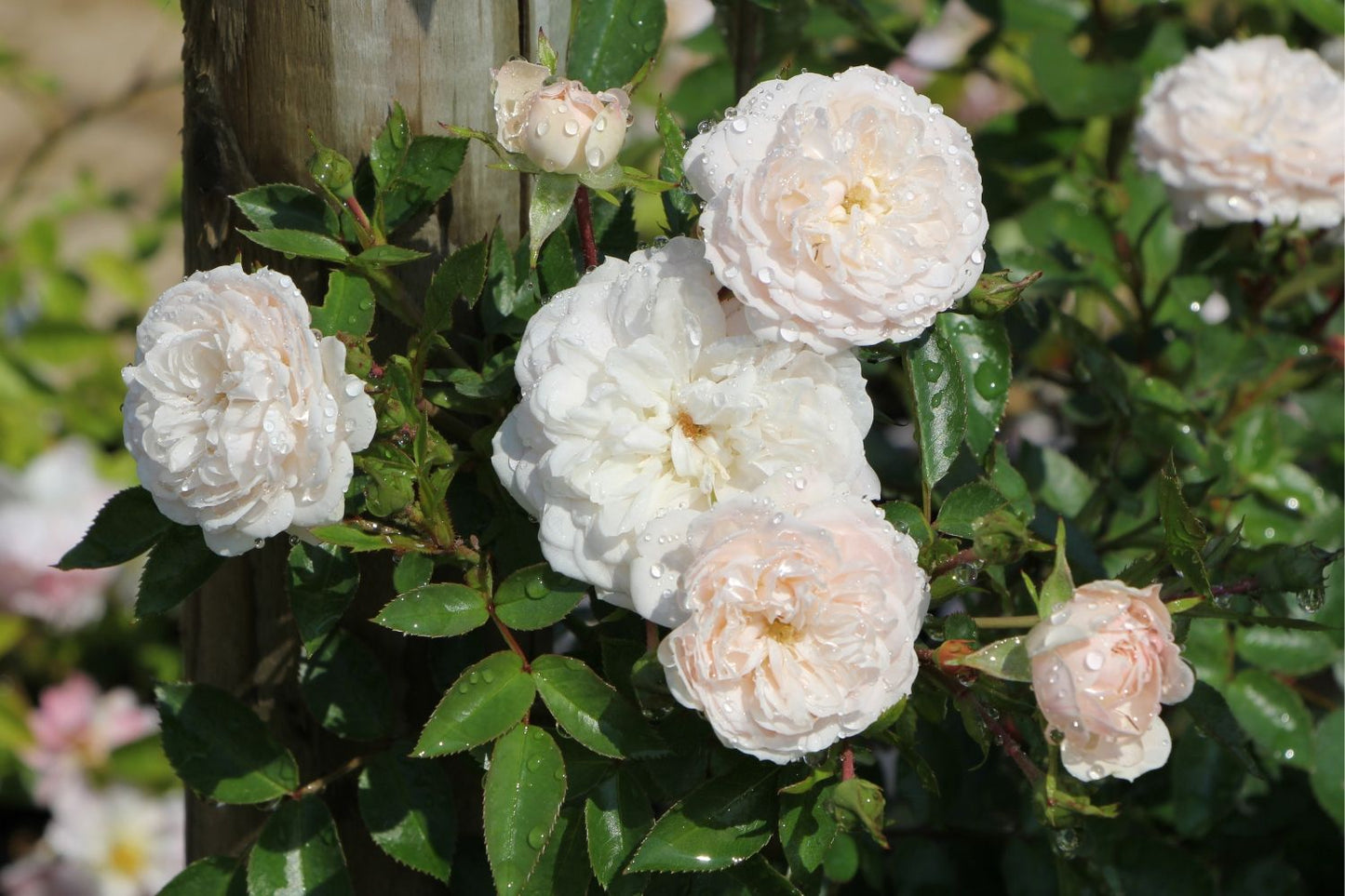 Rose 'Starlet Rose Alina' (Kletterrose)