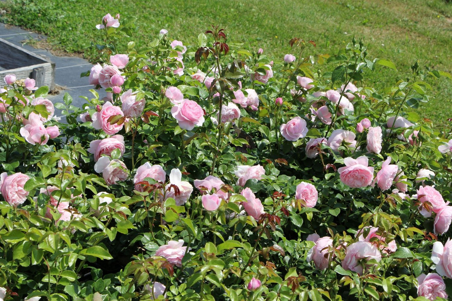 Rose 'Starlet Rose Alina' (Kletterrose)
