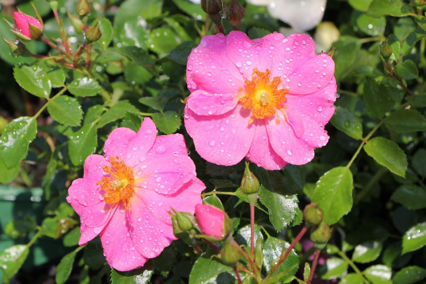 Rose 'Bienenweide' ® rosa Beetrose