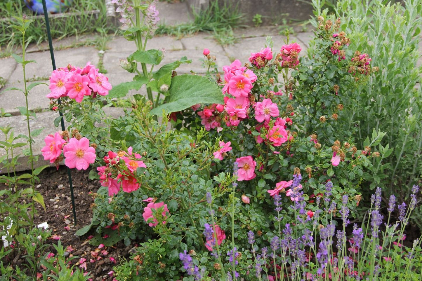 Rose 'Bienenweide' ® rosa (Beetrose)