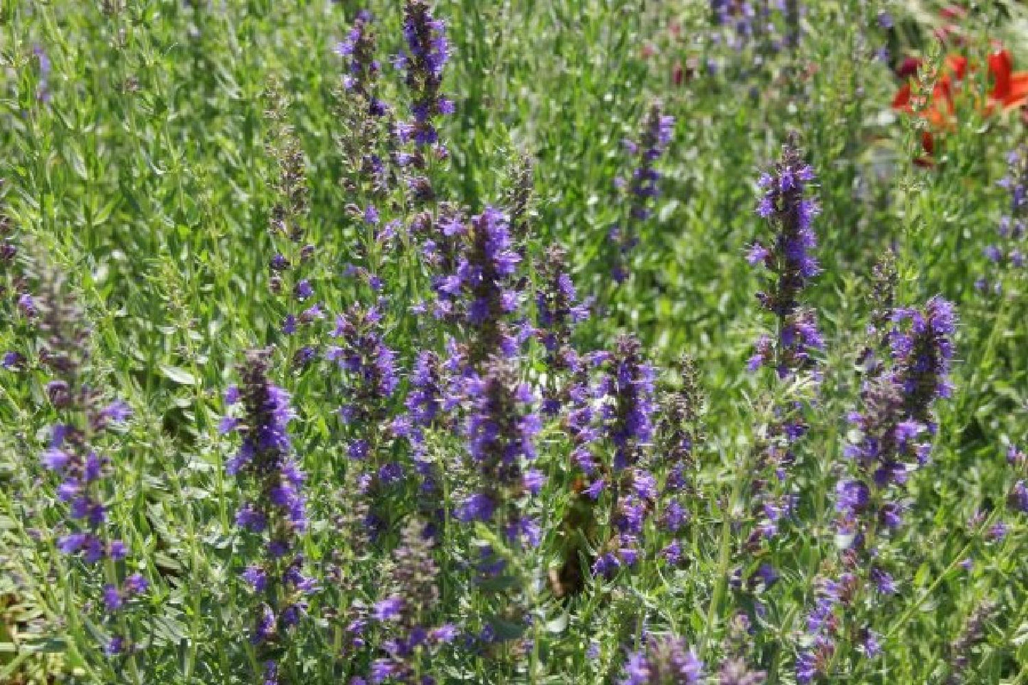 Sommerhimmel (So schön wie Sonnenschein und Wattewölkchen)