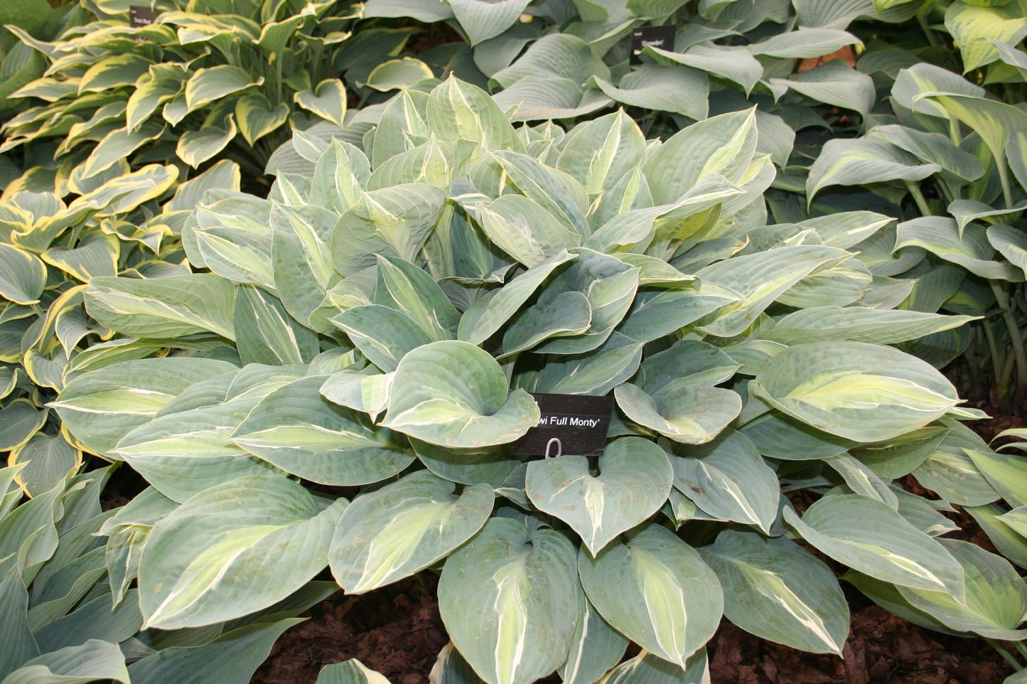Hosta 'Kiwi Full Monty' Funkie | Herzblattlilie
