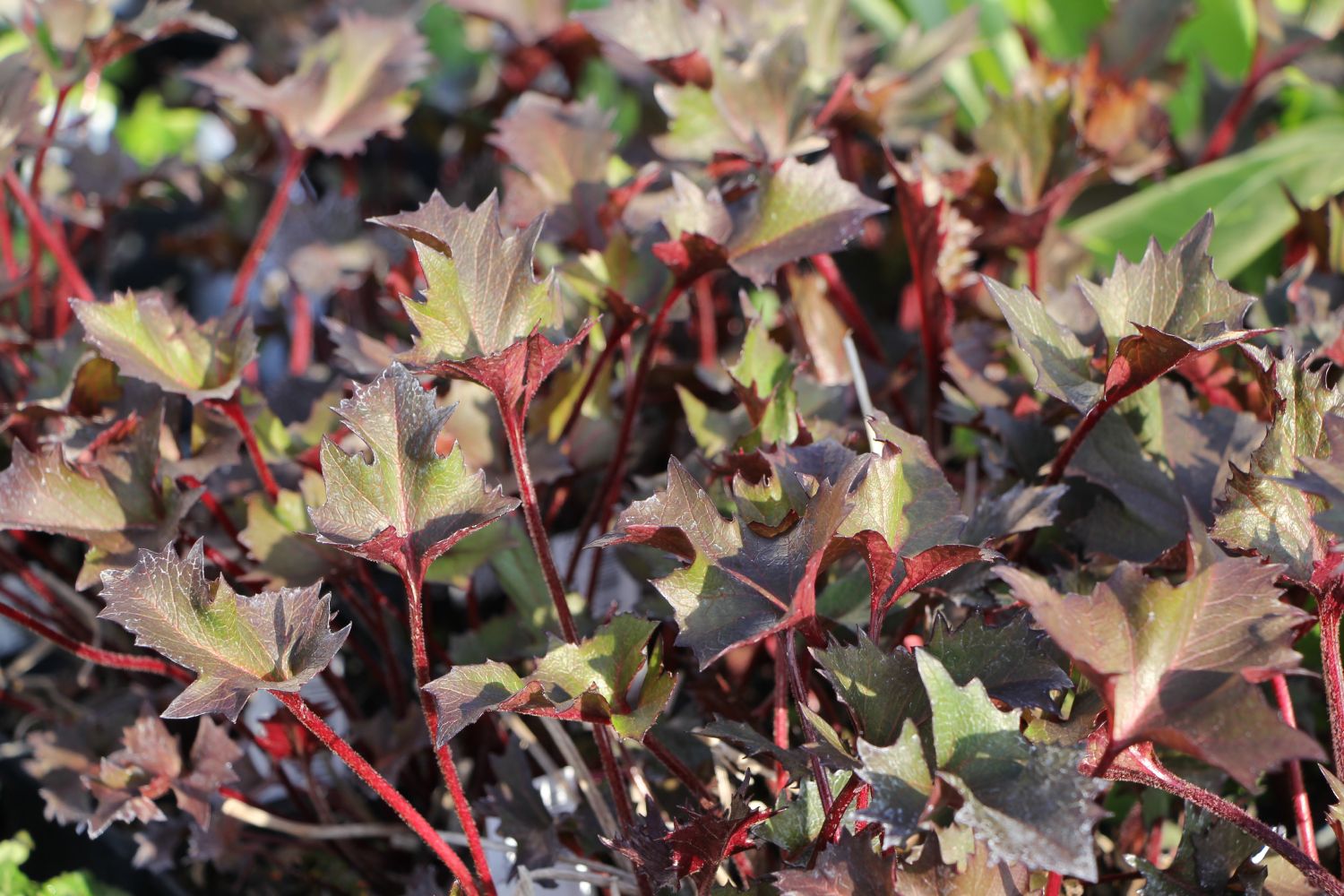 Ligularia 'Osiris Café Noir' (StraußGoldkolben Greiskraut Kreuzkr