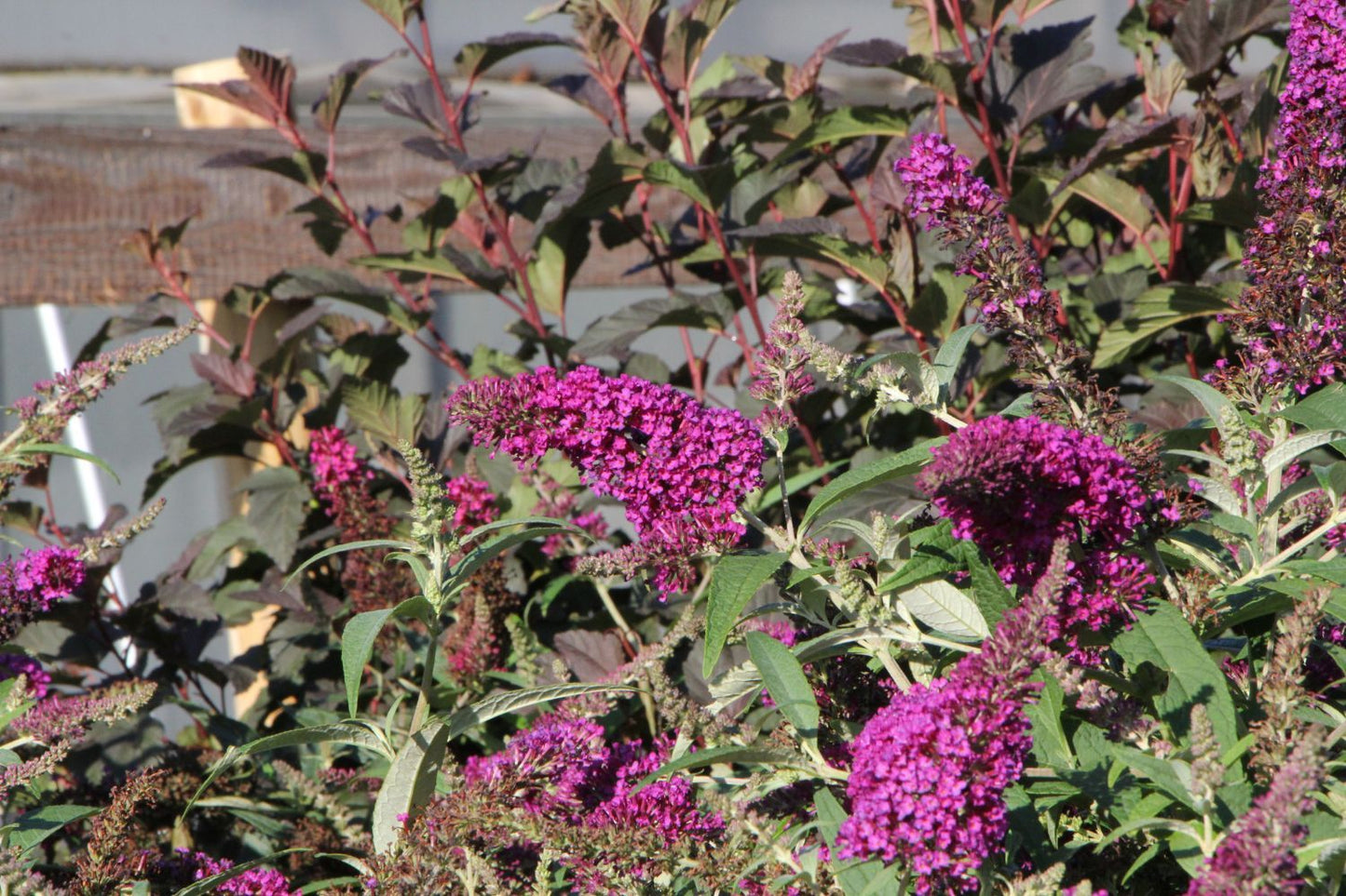 Buddleja Buzz® 'Magenta' (Zwerg-Sommerflieder) Buddleja Buzz® 'Magenta' (Zwerg-Sommerflieder)