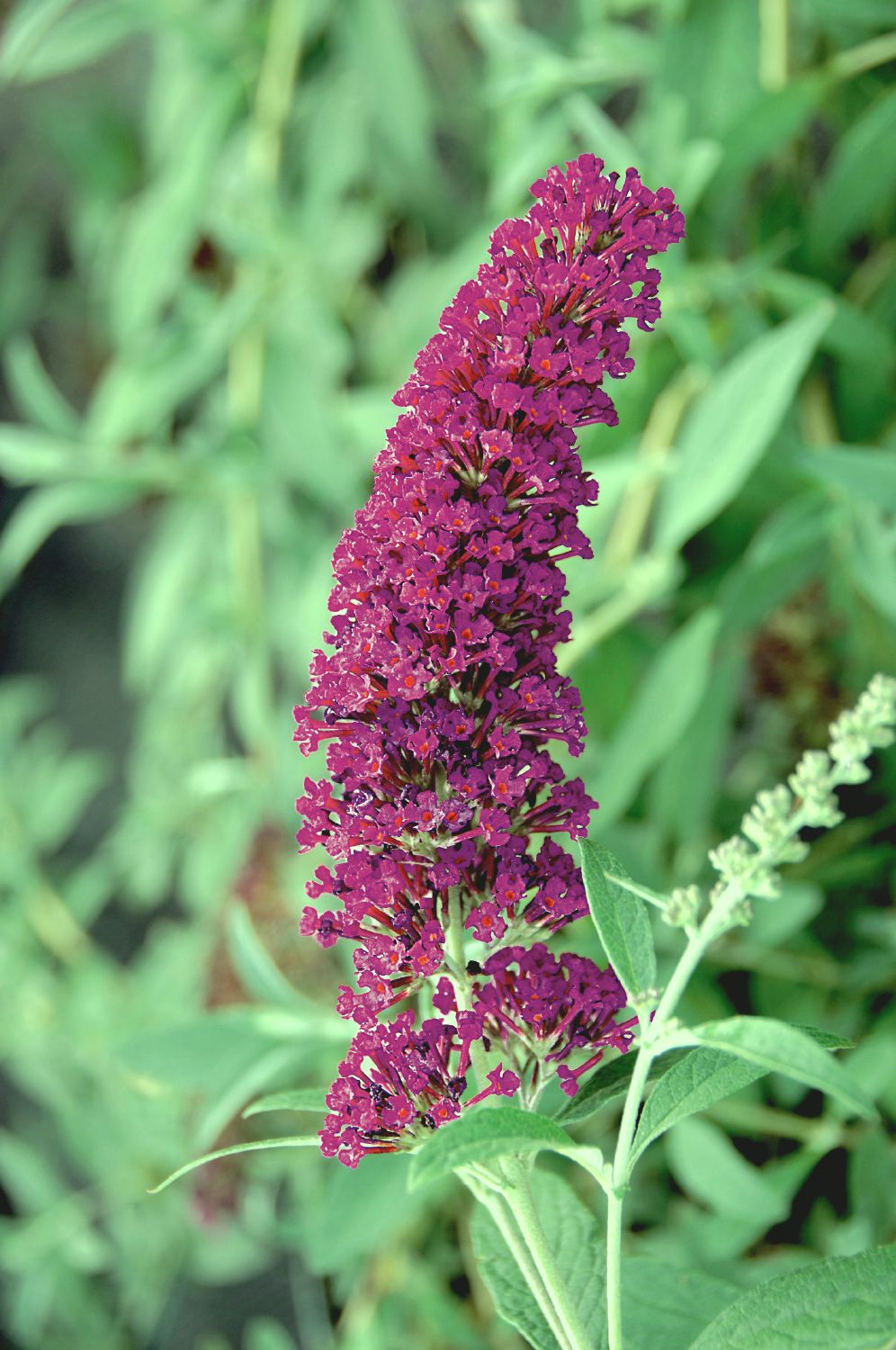 Buddleja Buzz® 'Velvet' (Zwerg-Sommerflieder)