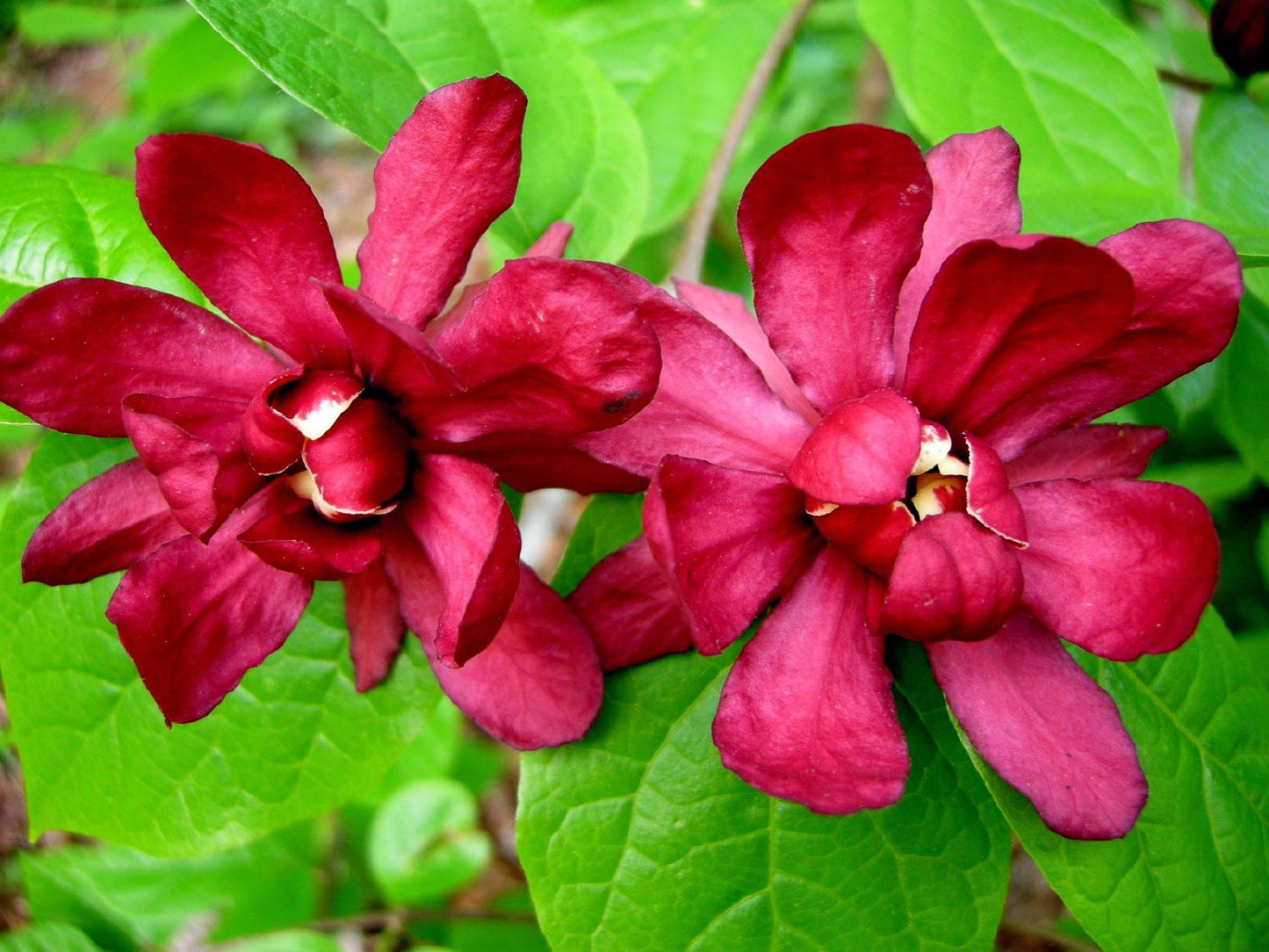 Calycanthus raulstonii 'Hartlage Wine' Gewürzstrauch