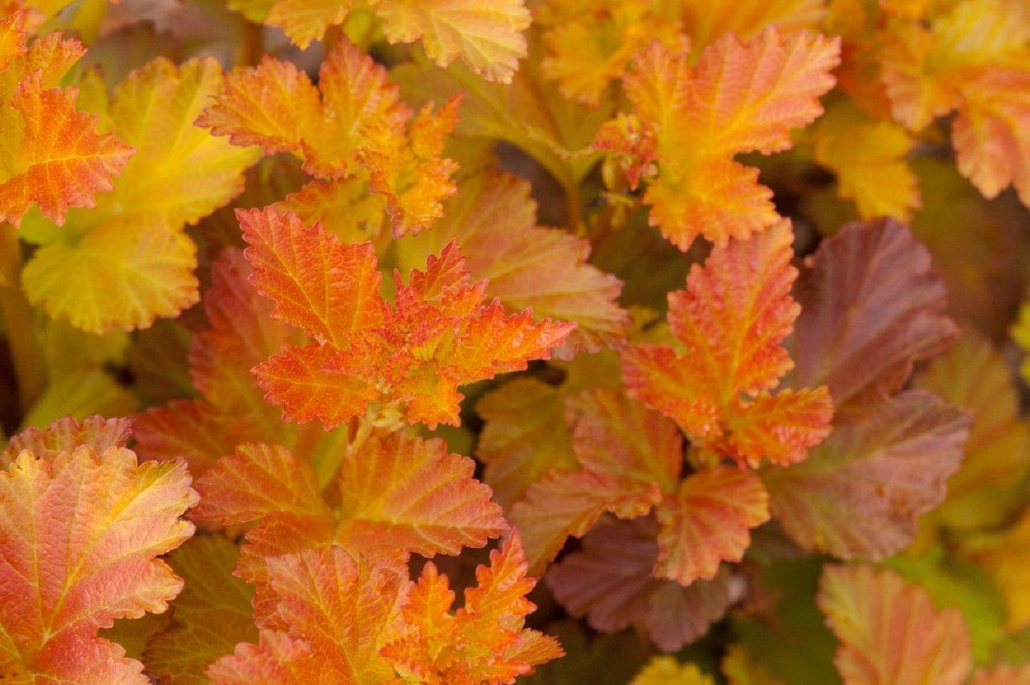 Physocarpus opulifolius 'Amber Jubilee' Virginia-Blasenspiere
