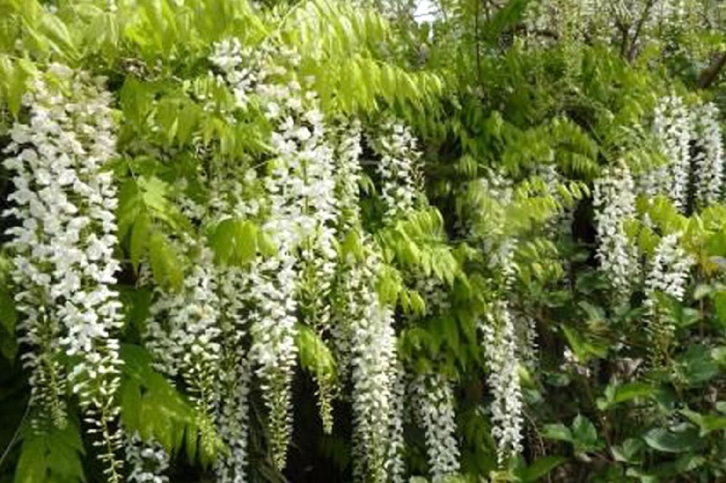 Wisteria floribunda 'Longissima Alba' Weißer japanischer Blauregen