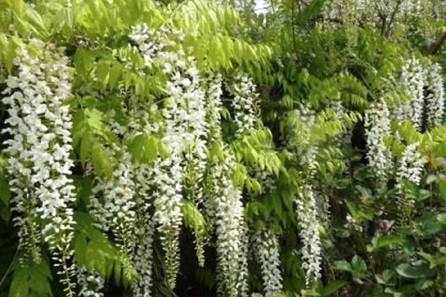 Wisteria floribunda 'Longissima Alba' Weißer japanischer Blauregen