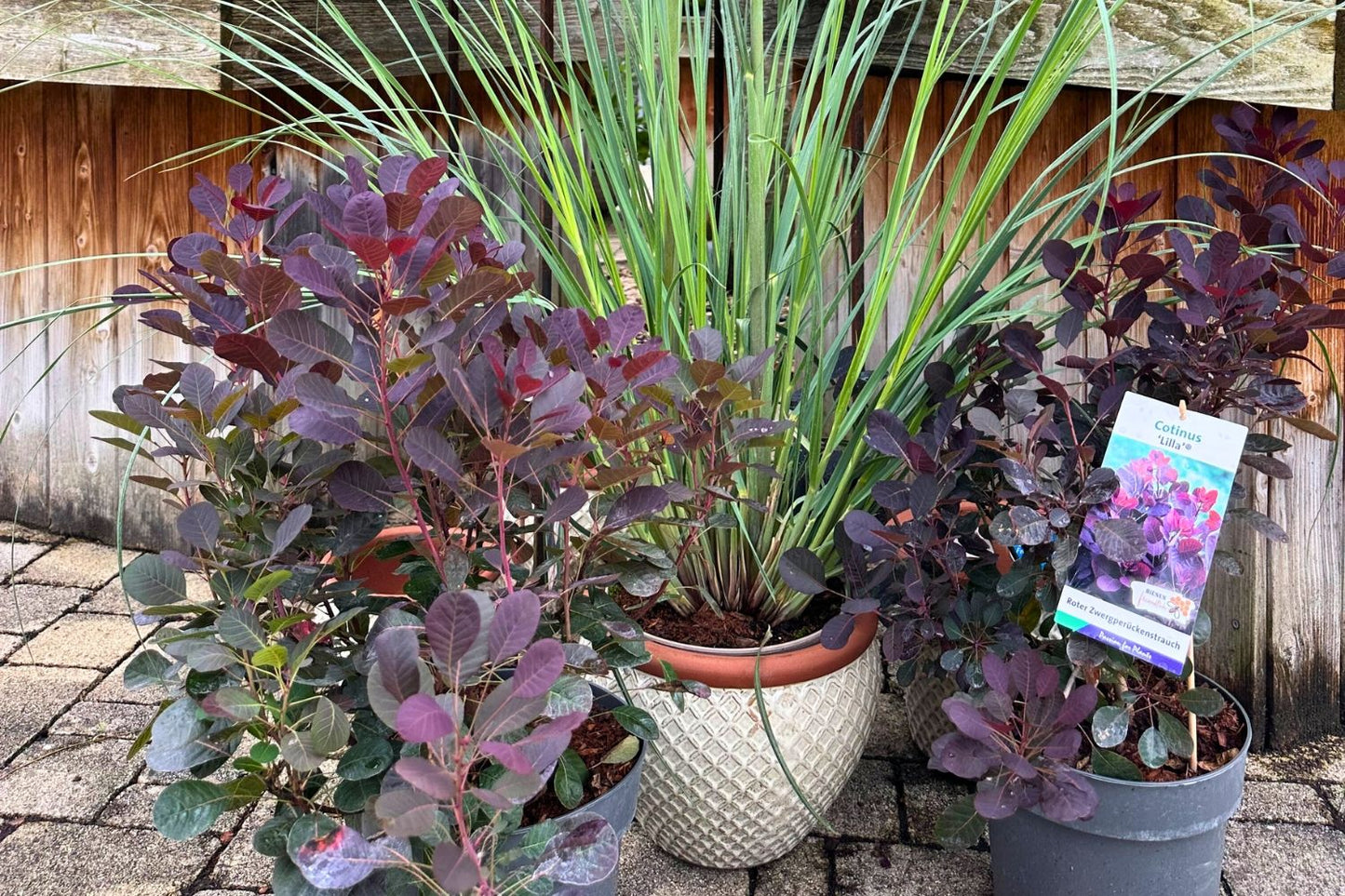 Cotinus coggygria 'Lilla' ® (Roter Perückenstrauch)