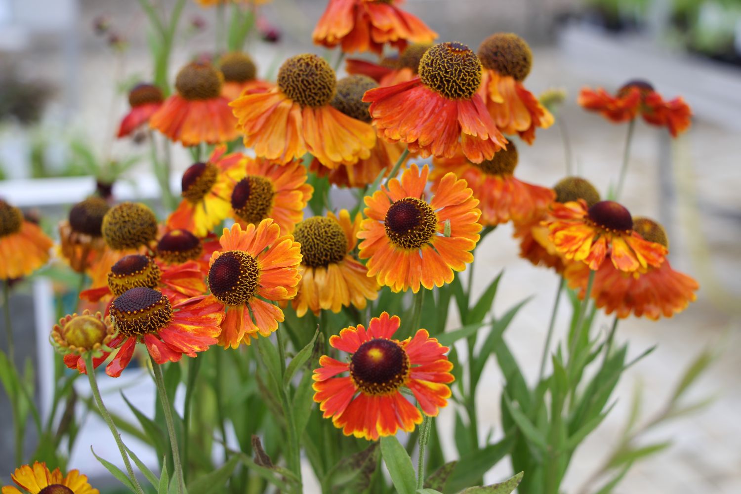 Helenium 'Mardi Gras' Garten-Sonnenbraut