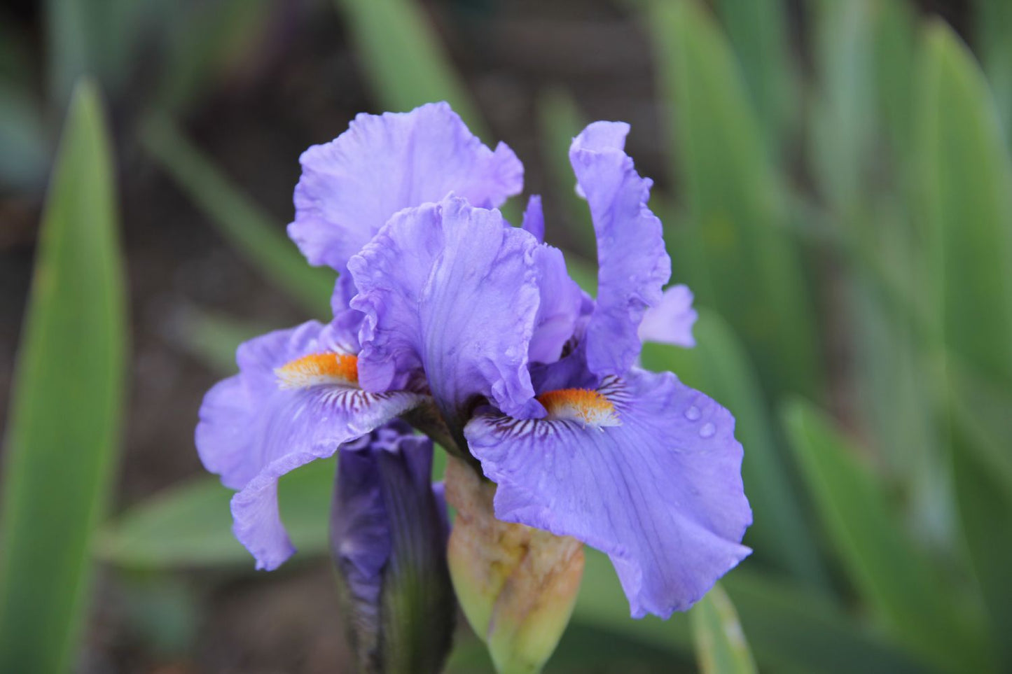 Iris Barbata-Media 'Fire in the Sky' (Mittelhohe Bartschwertlilie)