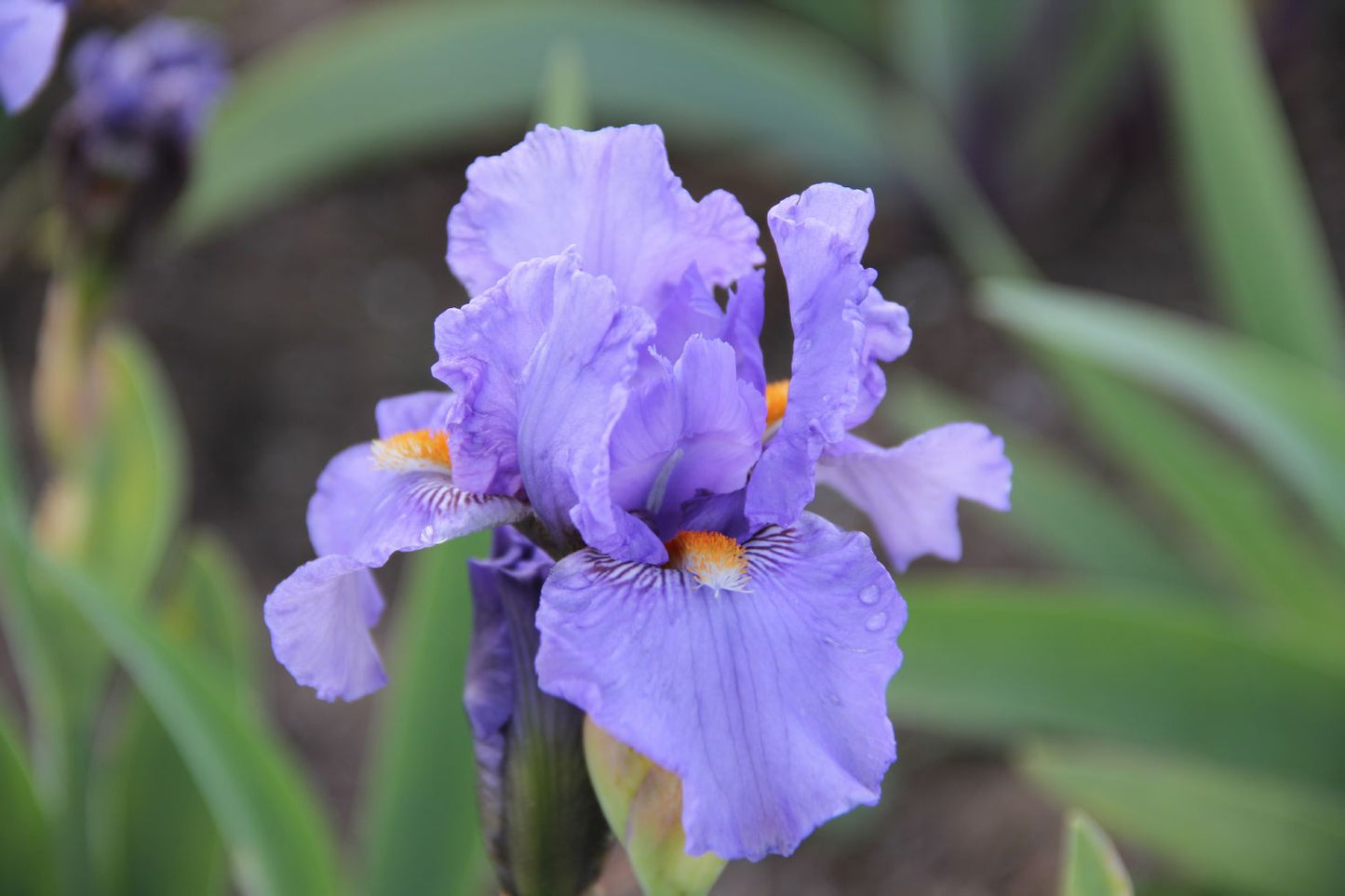 Iris Barbata-Media 'Fire in the Sky' (Mittelhohe Bartschwertlilie)