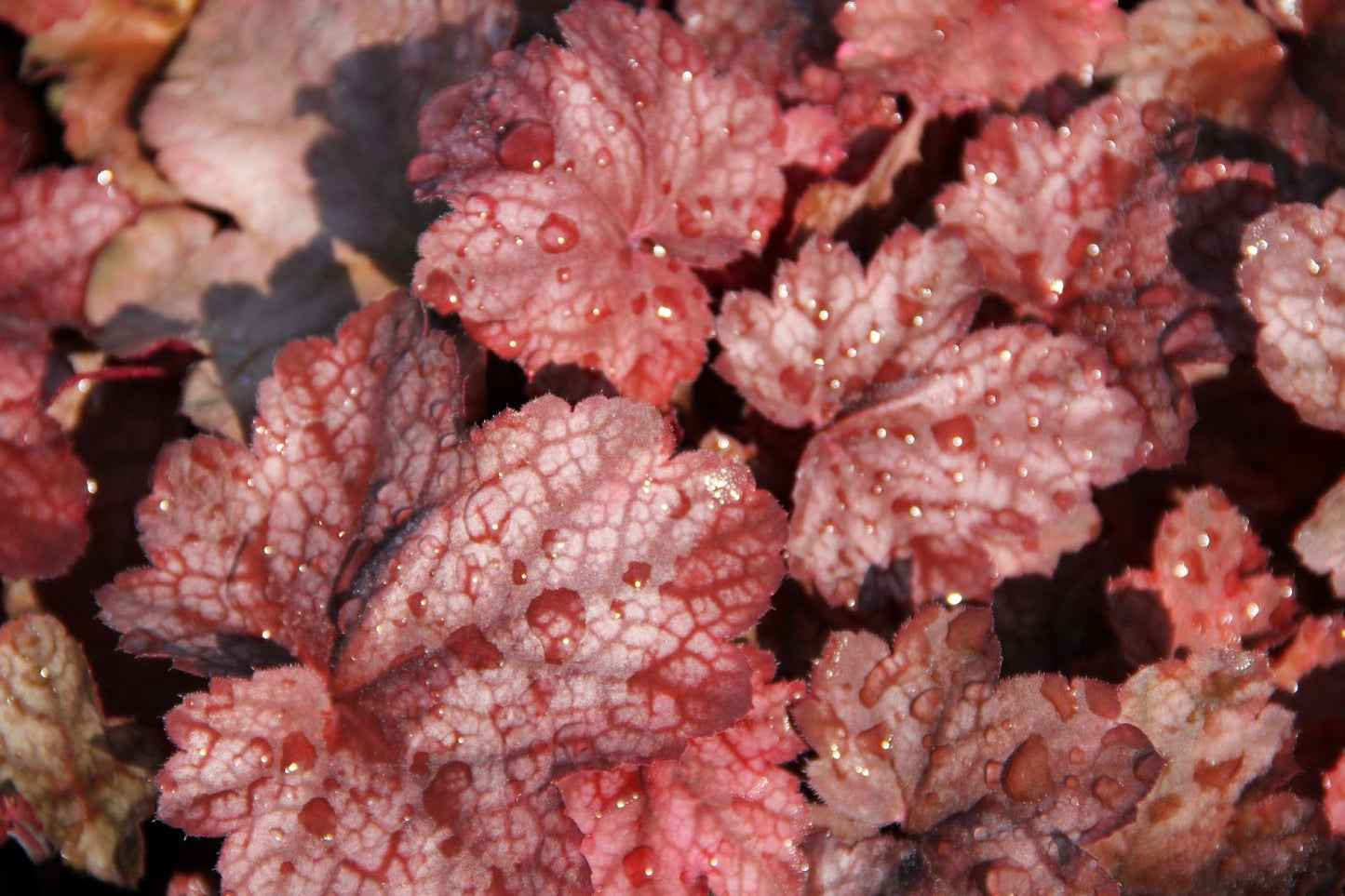 Heuchera 'Root Beer' Purpurglöckchen