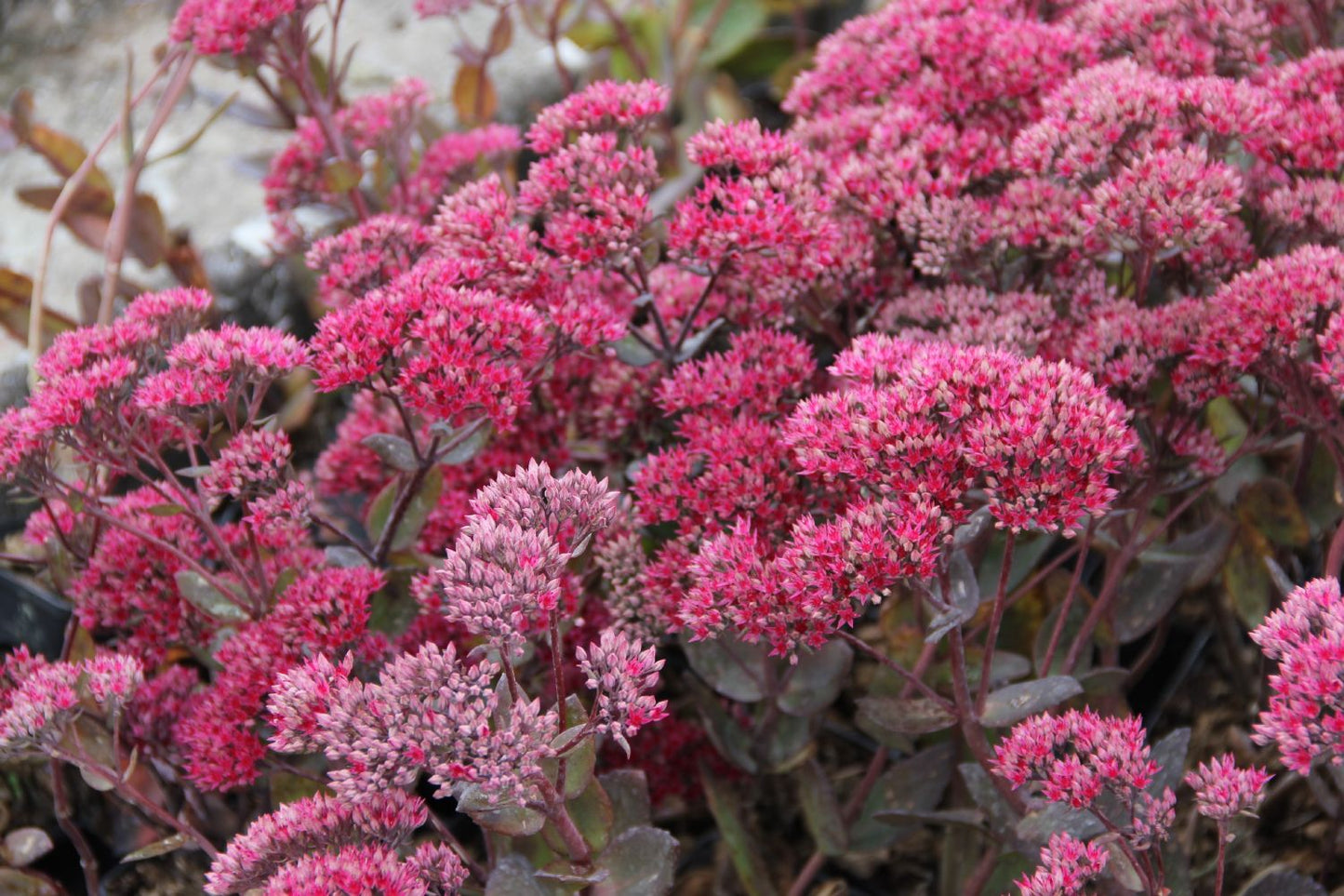 Sedum telephium 'Thunderhead' (Garten-Fetthenne)
