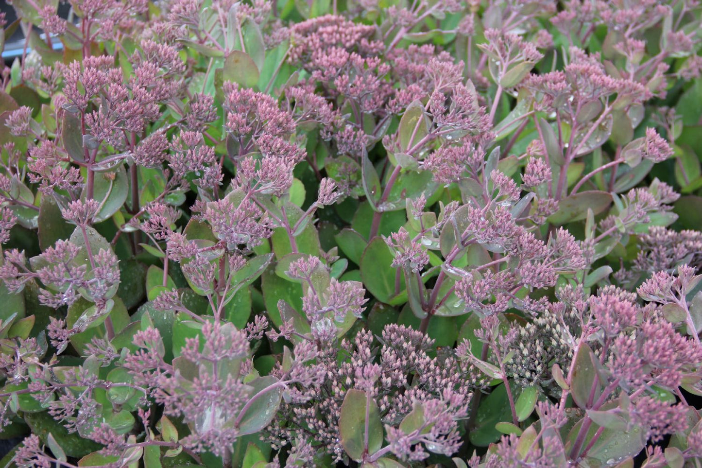 Sedum telephium 'Thunderhead' (Garten-Fetthenne)