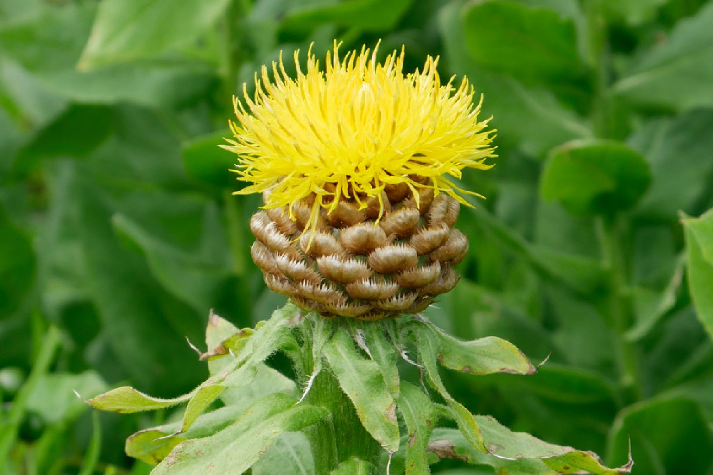 Centaurea macrocephala Riesen-Flockenblume Centaurea macrocephala Riesen-Flockenblume