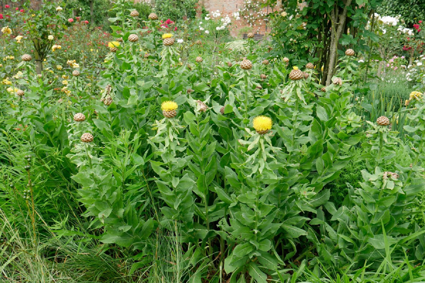 Centaurea macrocephala (Riesen-Flockenblume)