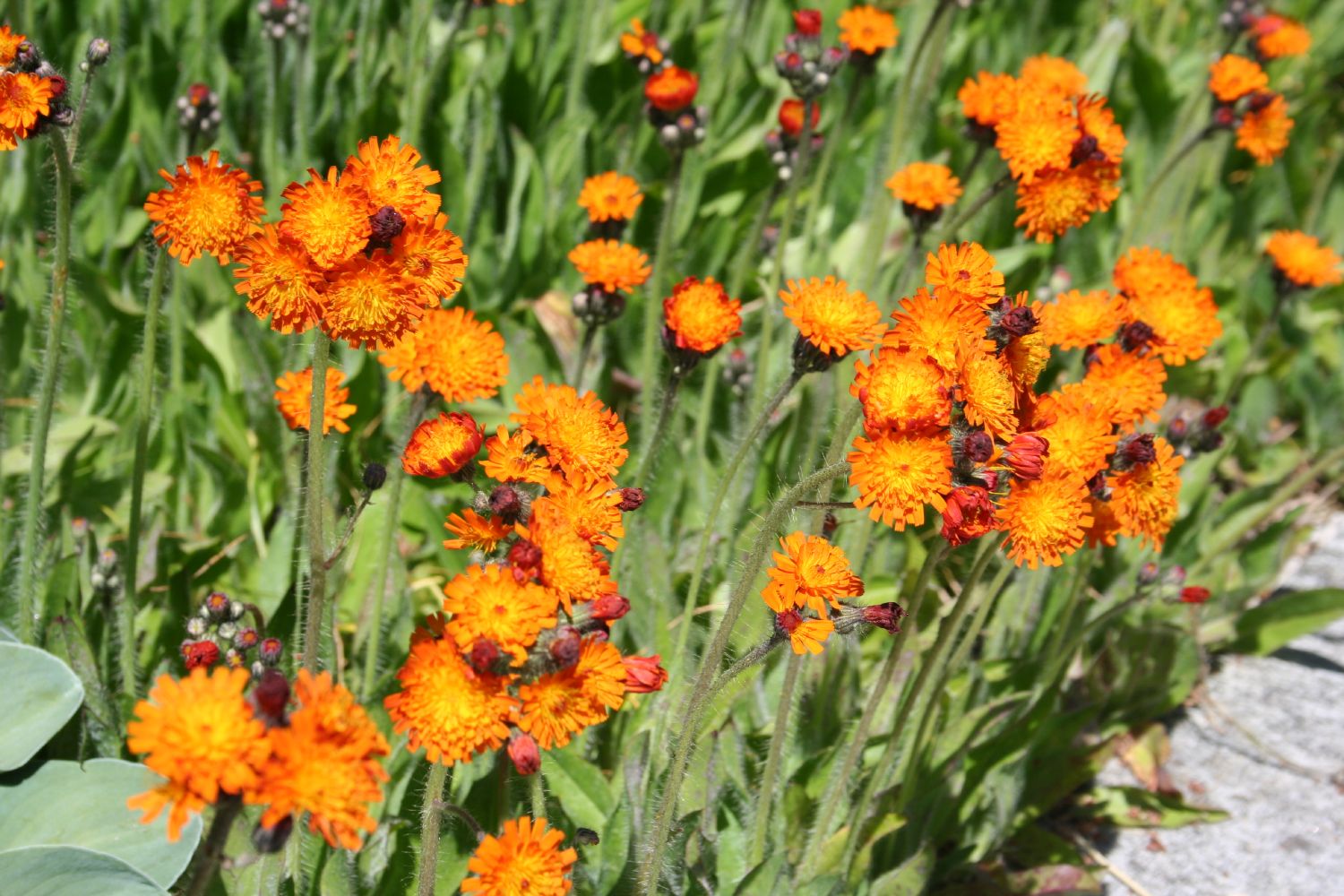 Hieracium aurantiacum Habichtskraut