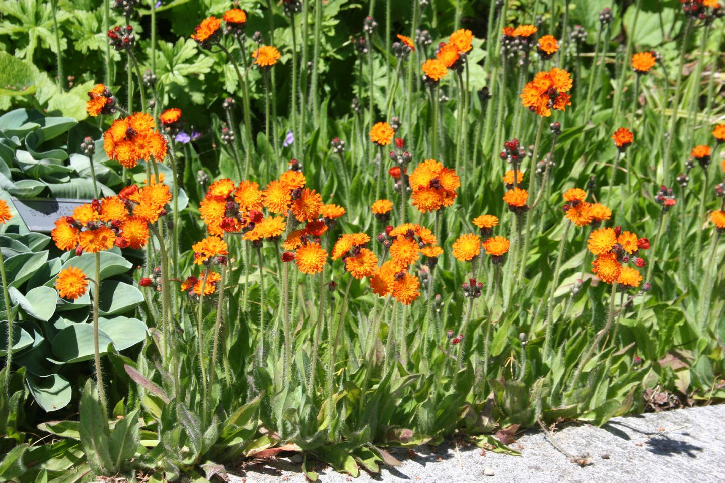 Hieracium aurantiacum (Habichtskraut)