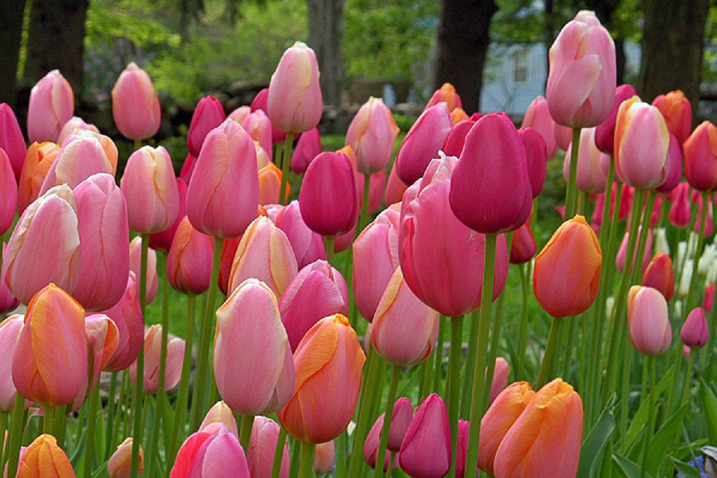 Tulpenmischung 'French Blend Rose' ™ Garten-Tulpenmischung
