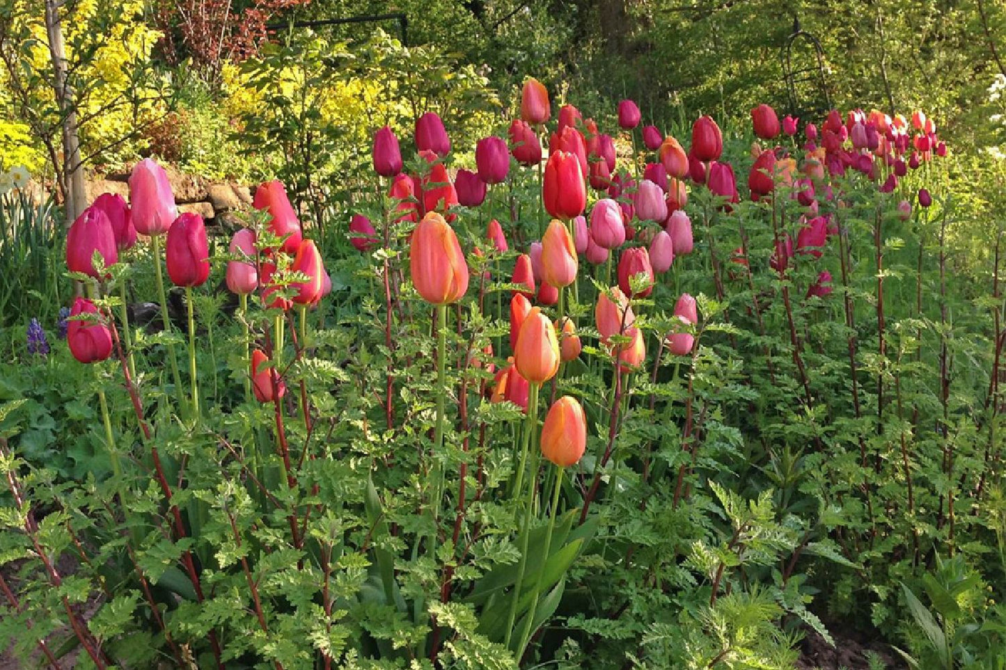 Tulpenmischung 'French Blend Rose' ™ (Garten-Tulpenmischung)